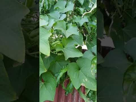 Choko (Sayote) in the backyard Garden with Twilight 🦮 You can plant choko or sayote in Australia.