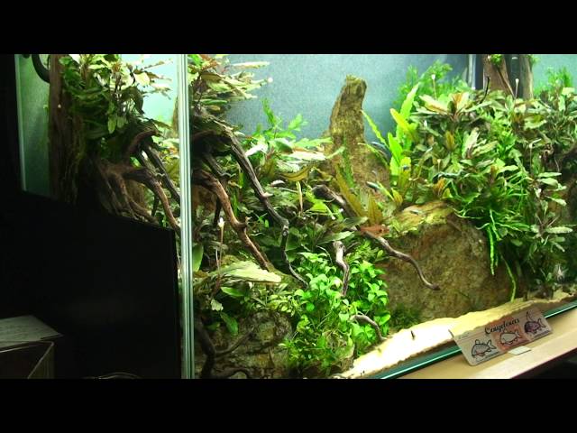 My tank - Bucephalandra and Corydoras