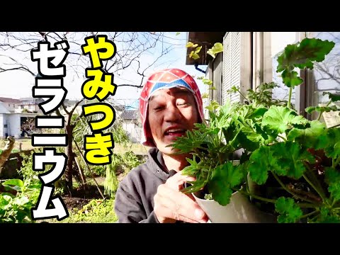 園芸 ローズゼラニウム、香りの強いゼラニウム
