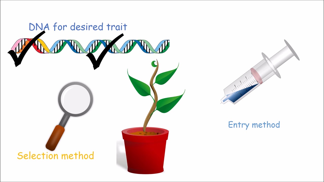 How to Make a Genetically Modified Plant