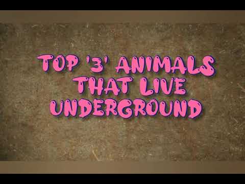 Top '3' animals that live underground || FACT'I'FACT