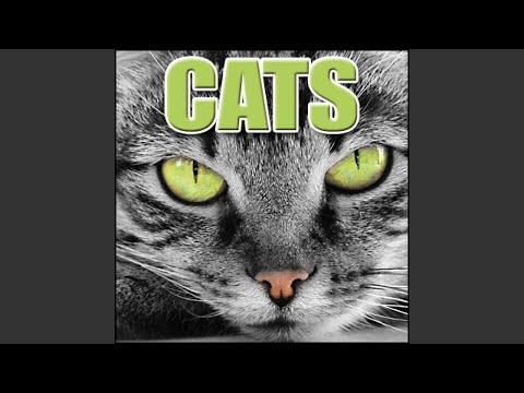 Animal, Cat - Domestic Cat: Eating and Purring, Cats - Domestic Cats