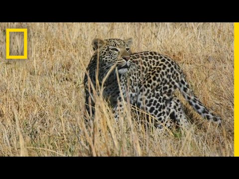 ヒョウがインパラを襲う｜サヴェージ王国 (Leopard Stalks an Impala | Savage Kingdom)
