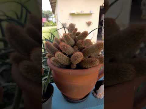 nosso passeio a salto de pirapora por aqui continua. com essa bromelias linda