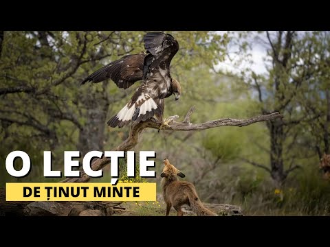 Vulturul și vulpea - o lecție de viață importantă