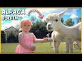 BiJ DE ALPACA'S PiCKNiCKEN iN DE WEi! ? | Bellinga Vlog #1804