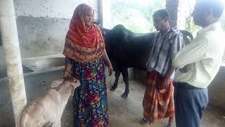 Gavi palon at baghati, paba, rajshahi