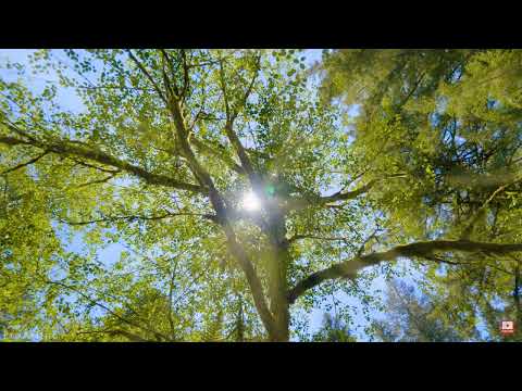 Colaj muzică adventistă