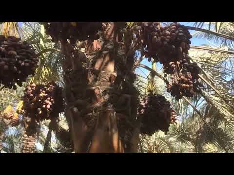 Rashida Farm(total 372 Acres Area) Vlog:-02.   Ep-02