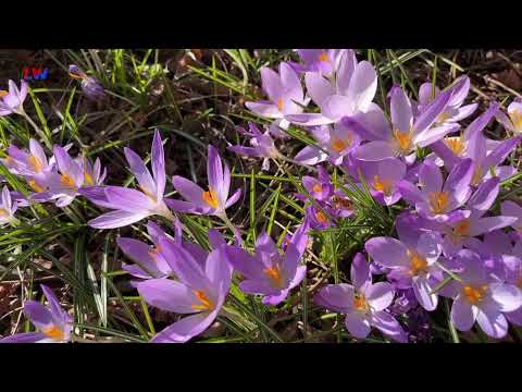 natürlich Lausitz: Der Elfen-Krokus - LAUSITZWELLE