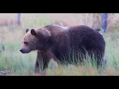 Wildlife Finland: Predators & Humans