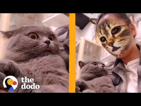 These Cats Don't Know How to React to This Cat Face Filter | The Dodo | The Dodo