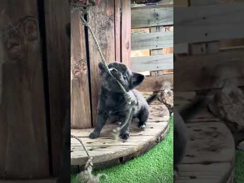 Chihuahua - Τσιουάουα-thumb-1