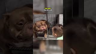 Nobody Wanted to Adpot This Pitbull but then This Happened 😲❤️