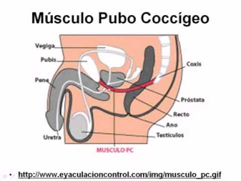 Il cancro alla prostata negli uomini come dal vivo Cambiamenti strutturali nella prostata prostata