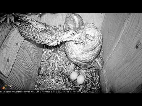 Northern Flicker Prey Offers A Heavy Breakfast At Barred Owl Box | April 1, 2023