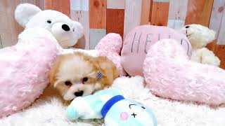 ハーフ犬の動画01