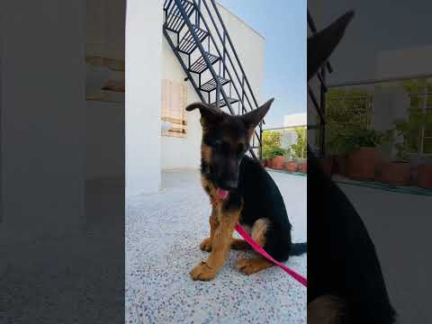 #dog #doglover #garmanshepherd #gsd #gsdpuppy #puppy #trending #dogs #sidhumoosewala