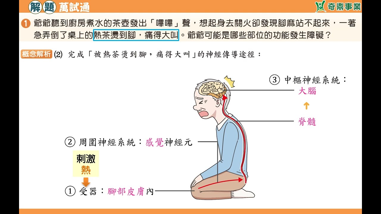 單元4：腳麻老爺爺的神經傳導途徑