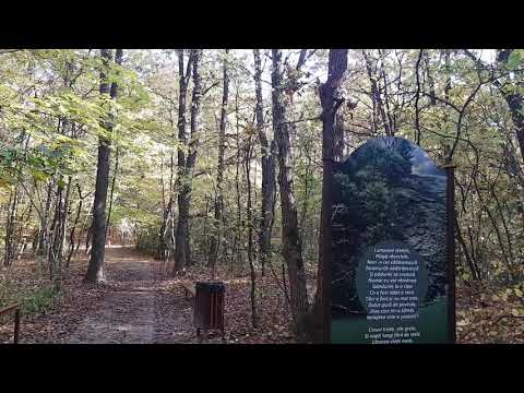 Între nouri și-ntre mare - fragment