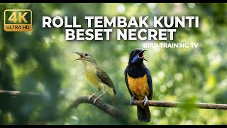 Download lagu 🔴 Live Masteran Terbaik Tembakan Necret Kolibri Manggar Betina vs Cucak Cungkok Super Gacor mp3
