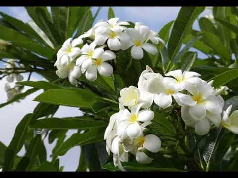 ノヒリエ　 ハワイアン・ソング　Nohili E  　Israel Kamakawiwoʻole