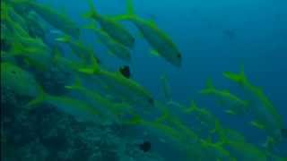 Papa vs Pretty - To Do - Great Barrier Reef