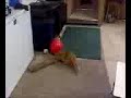 Gatito asustado