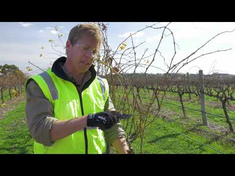 The basics of pruning a grapevine part 2 : Spur pruning