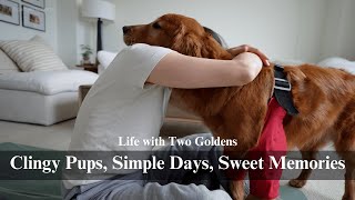 San Jose Vlog | Dog Mom Life, Cozy Days & Camera Talk