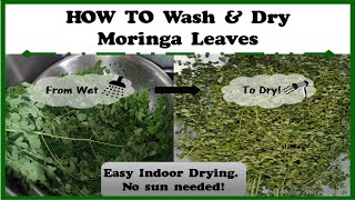 🌿How to Wash and Dry Moringa Leaves | Wash Malunggay Leaves| Drumstick Leaves || Simply Naturabelle