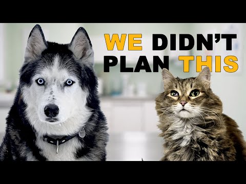 A Routine Vet Trip Turned Into Something Else