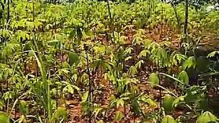 Download lagu Palapa Sebotol minuman mp3 Download lagu Palapa Sebotol minuman mp3