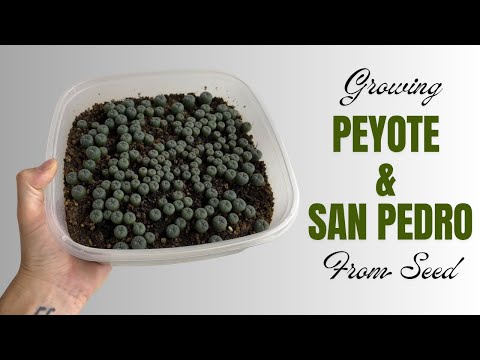 Growing Peyote and San Pedro From Seed