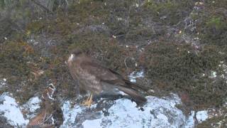 Tierra del Fuego National Park Footage