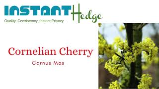 Specifications About Cornelian Cherry Dogwood | InstantHedge