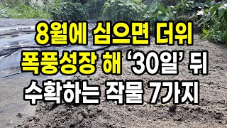 8월에 심으면 더위에 폭풍 성장 해서 30일 뒤면 수확하는 작물 7가지