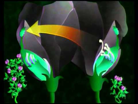 Klassische Genetik: Von Gregor Mendel bis zur Gegenwart