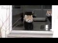 Red Panda scared silly by zookeeper