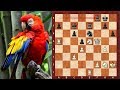 The First Official Chess Brilliancy Prize Game Henry Bird Vs James Mason 1876 New York