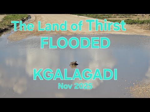 When the Heavens open in the Kalahari's KGALAGADI @DesertMatriarch2911 