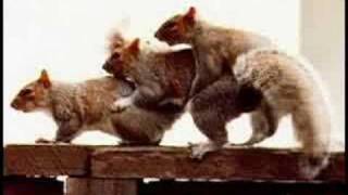 &#39;Squirrels&#39; music video