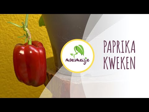 , title : 'Paprika kweken (in pot) | Paprika zaaien'