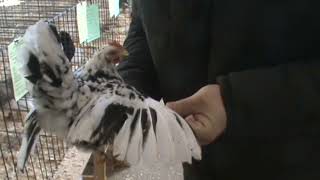 In Cage Judging Overview
