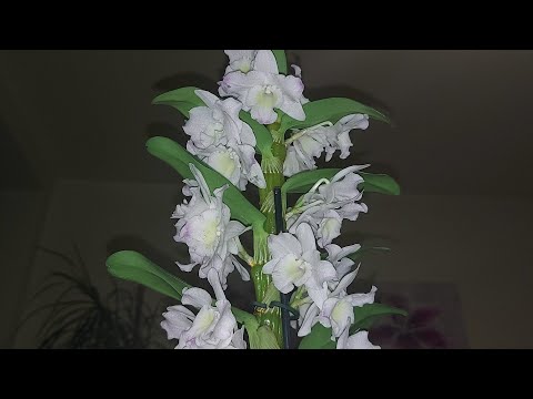 , title : 'Orhideea cu flori parfumate - Dendrobium nobile'