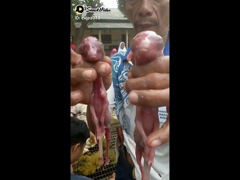 WARGA GEGER, DUA JANIN DITEMUKAN DARI PERUT SAPI JANTAN