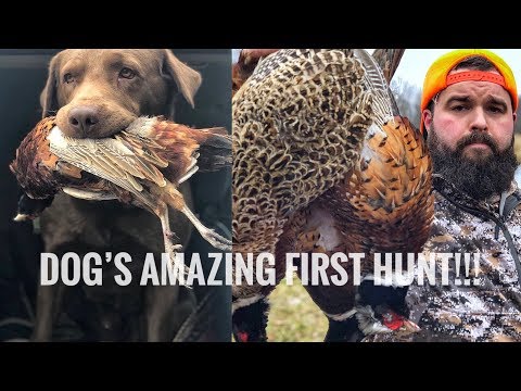 A Dog's first Bird! Chief's a Natural! - Pheasant Hunting Indiana