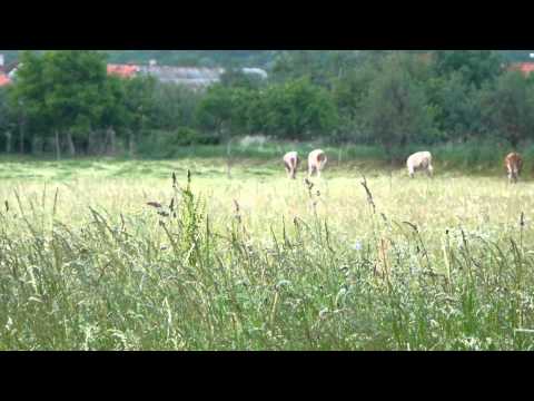 00059-lifestyle  in village