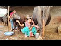 Live Milking Buffalo Jafarabadi Trending Dailyvlogs Viral Lifestyle Priyanka Dinu Vlogs