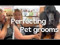 Perfecting your pet grooms! #Sundays post !